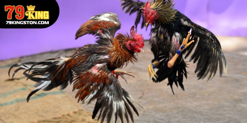 Những hình thức chơi đá gà được yêu thích nhất