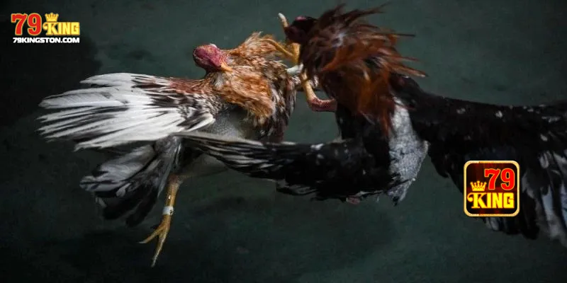 Đá gà trực tiếp thomo